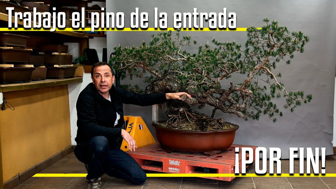 Transformación de un pino silvestre