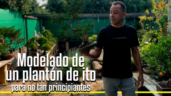Modelado de un plantón de ito
