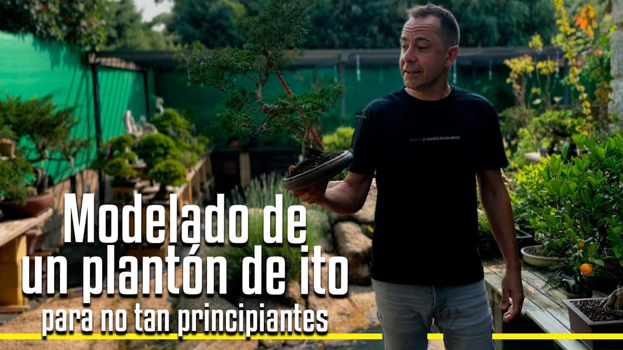 Modelado de un plantón de ito
