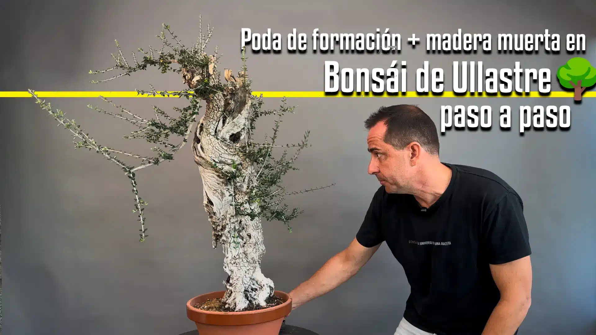 Cómo trabajar un olivo acebuche
