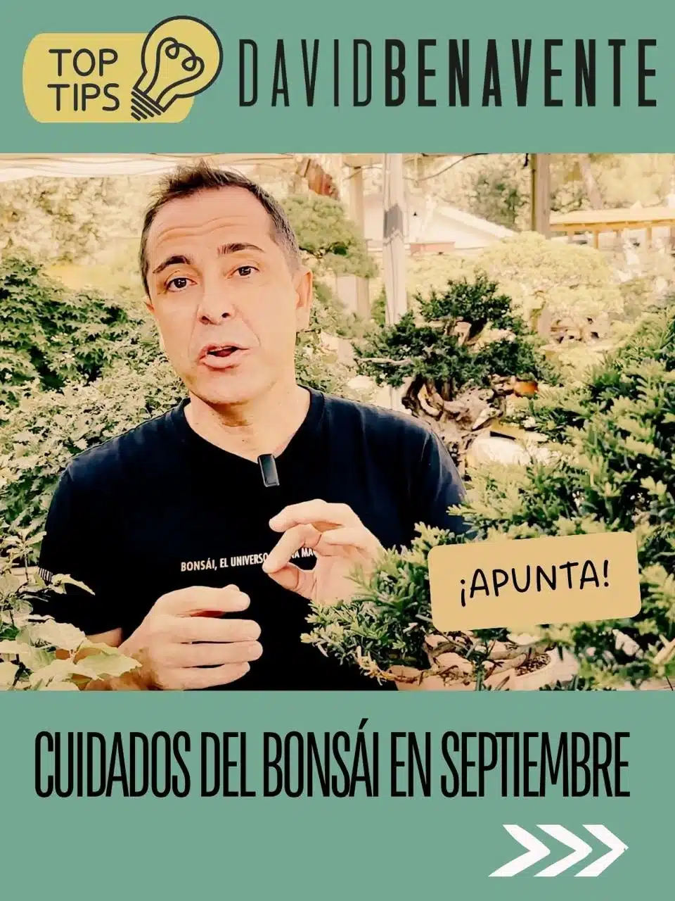 Cuidados de los bonsáis en septiembre 1 Tips para el cuidado del bonsái en septiembre