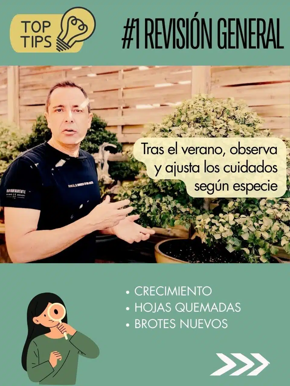 Cuidados de los bonsáis en septiembre 2 Tips de david benavente para el cuidado del bonsái en septiembre : revisión general
