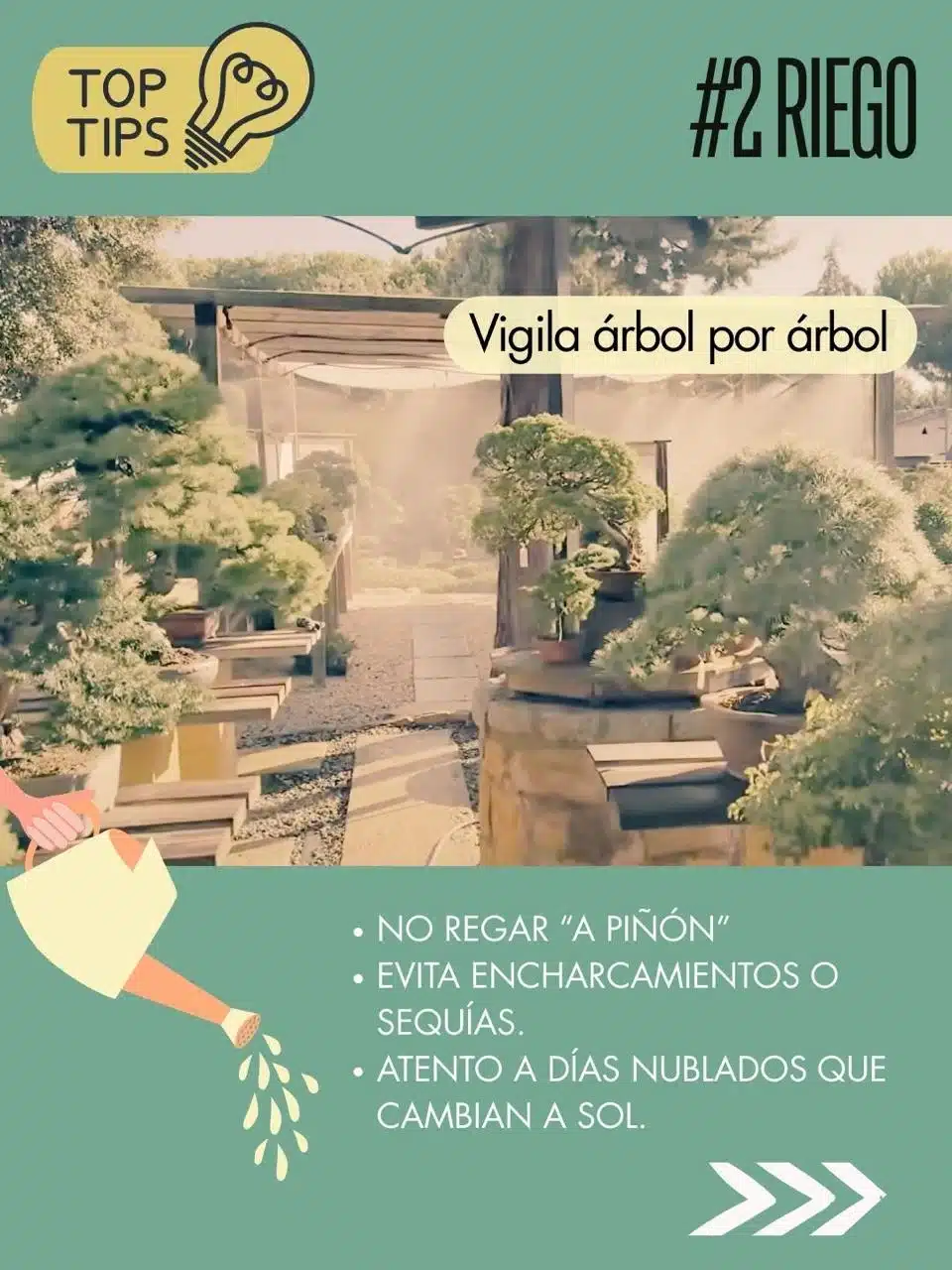 Cuidados de los bonsáis en septiembre 3 Tips de david benavente para el cuidado del bonsái en septiembre : riego