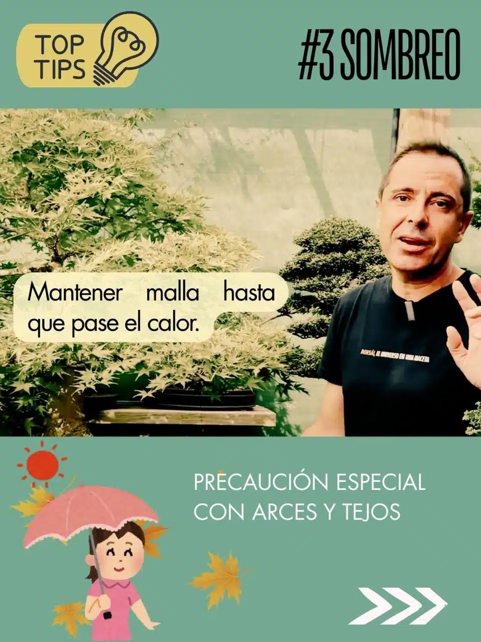 Cuidados de los bonsáis en septiembre 4 Tips de david benavente para el cuidado del bonsái en septiembre : sombreo