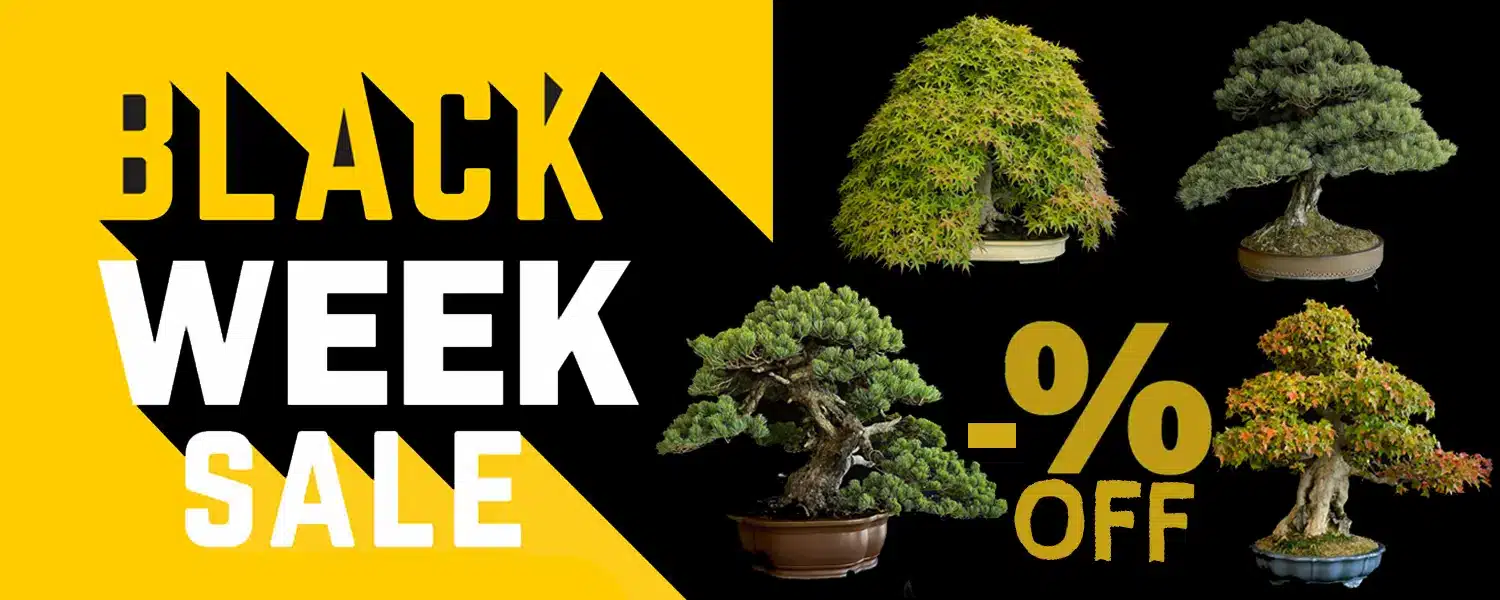 Black week 2025