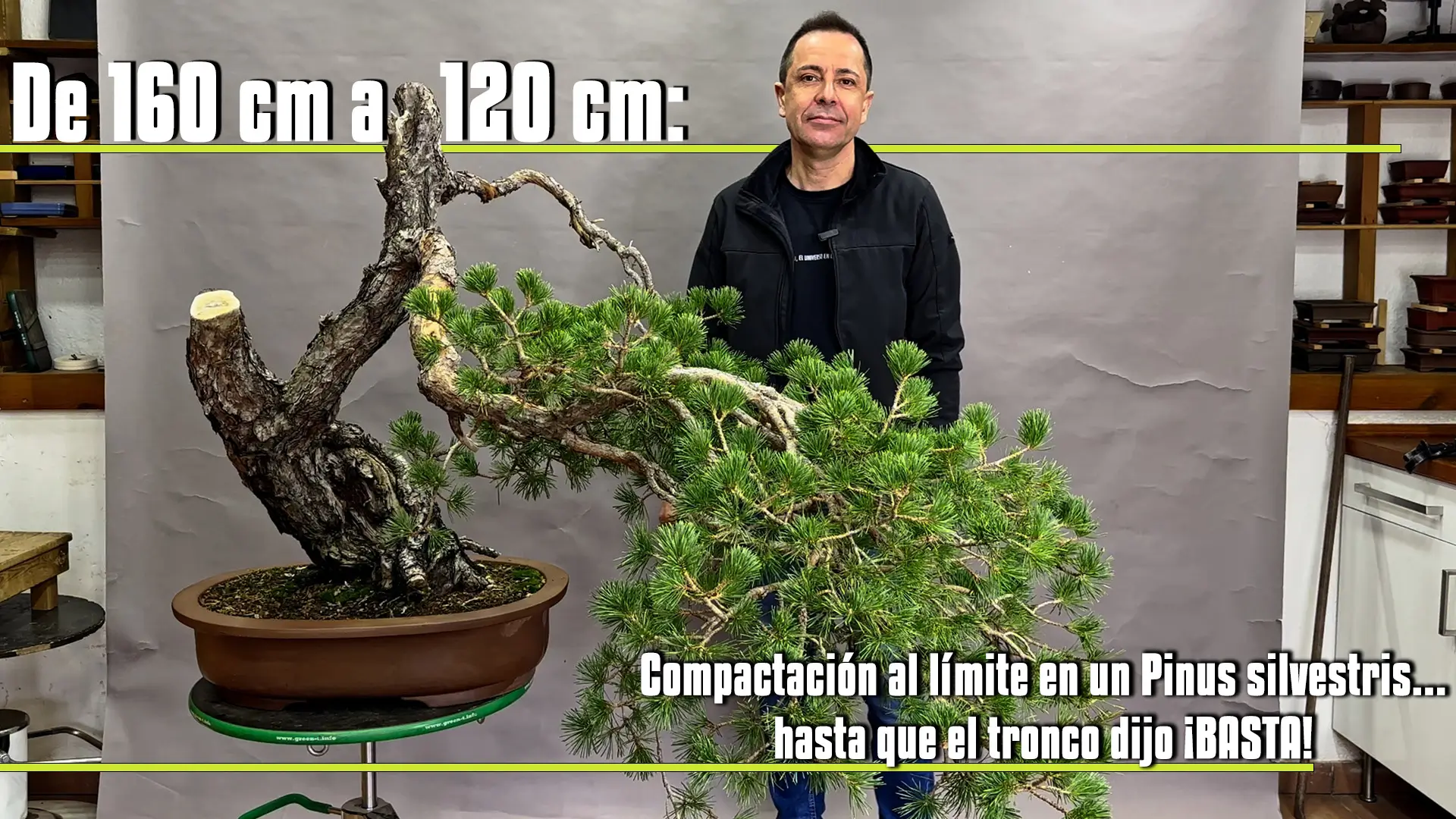 De 160 cm a 120 cm compactación al límite en un pinus sylvestris… hasta que el tronco dijo ¡basta!