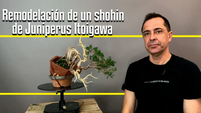 Remodelación de un shohin de juniperus itoigawa