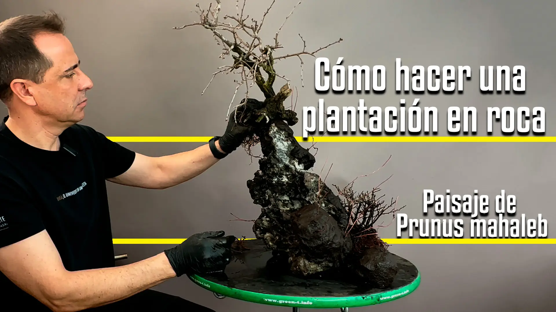 Plantación en roca bonsái: paisaje de prunus mahaleb