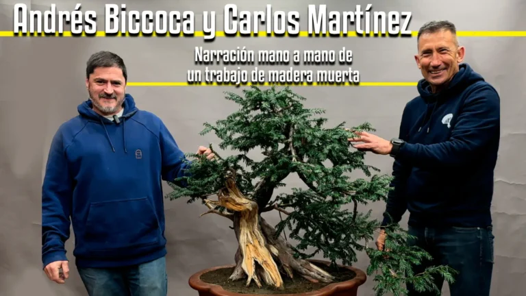Trabajo de madera muerta en tejo por andrés bicoca