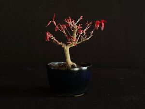 Segunda vista general del bonsái Arce japonés (Acer palmatum var. palmatum) Ref. 26I-AK-02