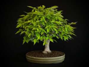 ZELKOVA SERRATA
