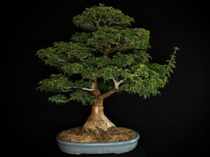 ACER PALMATUM