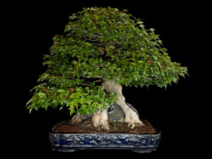 ACER BUERGERIANUM