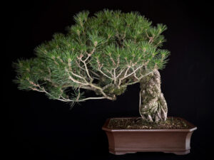 PINUS THUNBERGII