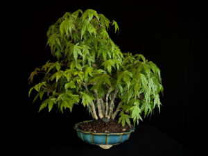 ACER PALMATUM
