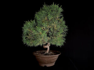 JUNIPERUS CHINENSIS
