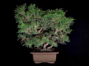 JUNIPERUS CHINENSIS