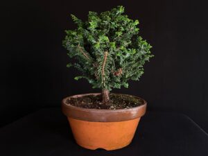 CHAMACYPARIS OBTUSA SEKKA