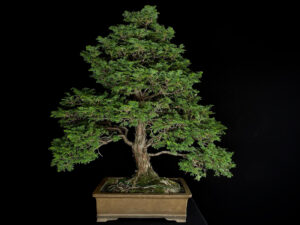 CHAMACYPARIS OBTUSA