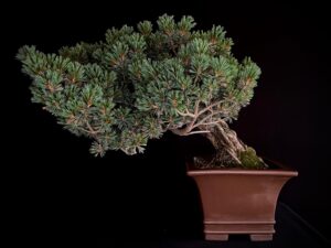 PINUS PENTHAPYLLA SETSUGEKKA