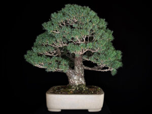 PINUS PENTHAPYLLA