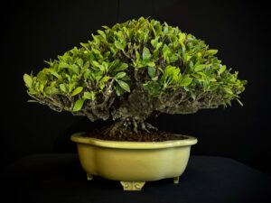 GARDENIA JASMINOIDES
