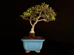 RHODODENDRON INDICUM