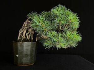 PINUS PENTHAPYLLA NASU