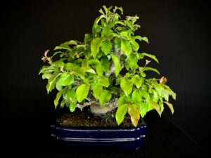 CHAENOMELES SINENSIS