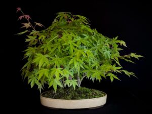 ACER PALMATUM