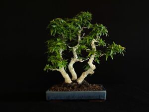 ACER PALMATUM
