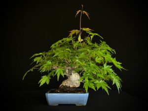 ACER PALMATUM