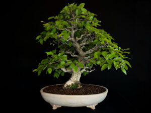 CARPINUS TURCZANINOVII