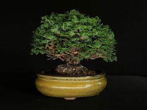 CHAMACYPARIS OBTUSA RENZAN