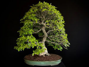 CARPINUS TURCZANINOVII