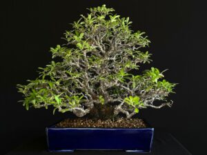 PYRACANTHA COCCINEA