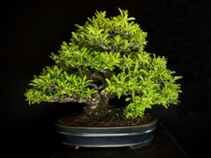 PYRACANTHA COCCINEA