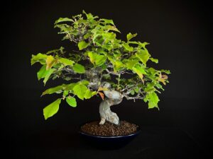 CHAENOMELES SINENSIS