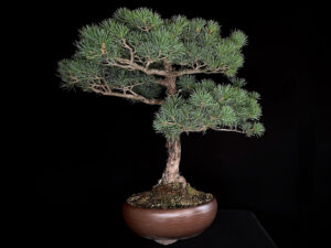 PINUS PENTAPHYLLA