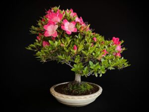 RHODODENDRON INDICUM