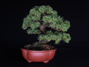 PINUS PENTHAPYLLA NASUMUSUME