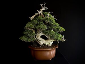 Frontal completa del bonsai de coleccion Juniperus chinensis ID 62202