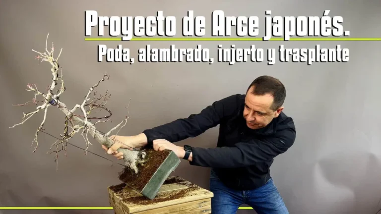 Arce japones poda alambrado, injerto y trasplante