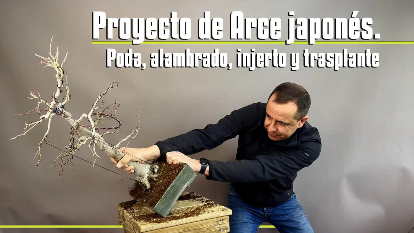 Arce japones poda alambrado, injerto y trasplante