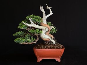 BONSAI JUNIPERUS CHINENSIS ITOIWAGA 61894 FRONTAL