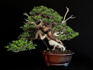 JUNIPERUS CHINENSIS ITOIWAGA 62220 FRONTAL