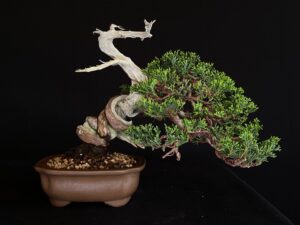 JUNIPERUS CHINENSIS ITOIWAGA FRONTAL